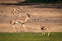 017 Sir Bani Yas